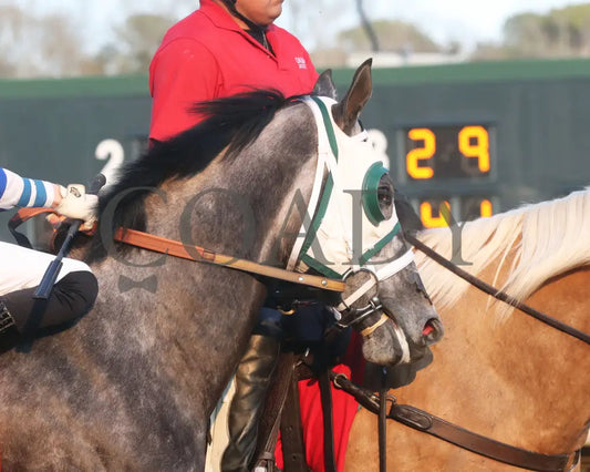 Lemon Muffin - Honeybee Stakes G3 37Th Running 02-24-24 R09 Op Post Parade 02 Oaklawn Park