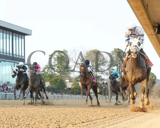 Lemon Muffin - Honeybee Stakes G3 37Th Running 02-24-24 R09 Op Under Rail 01 Oaklawn Park