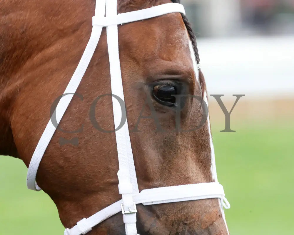 Leslie’s Rose - Central Bank Ashland Stakes 04 - 05 - 24 R09 Kee Head Shot 02 Keeneland