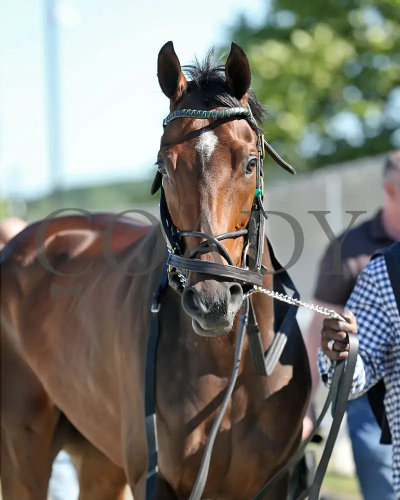Let My People Go - The Karl Boyes Stakes 18Th Running 07-01-24 R07 Pid Paddock 01 Presque Isle Downs