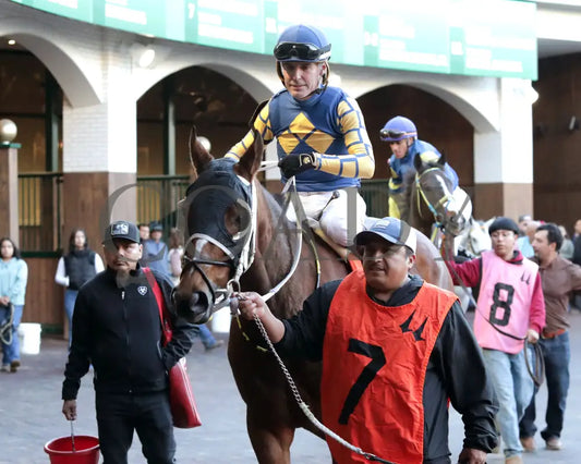 Like A Saltshaker - 111624 Race 09 Cd Paddock 02 Churchill Downs