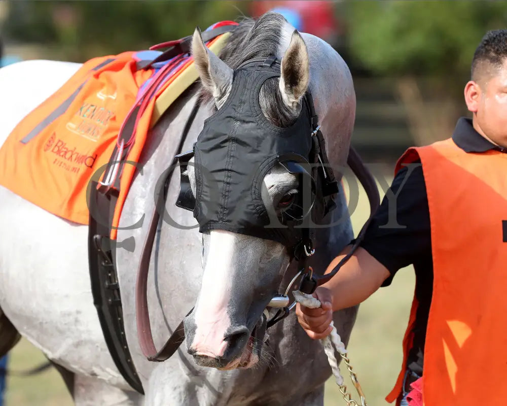 Limited Liability - The Blackwood Distilling Nashville Gold Cup 1St Running 09-11-24 R08 Kd Paddock