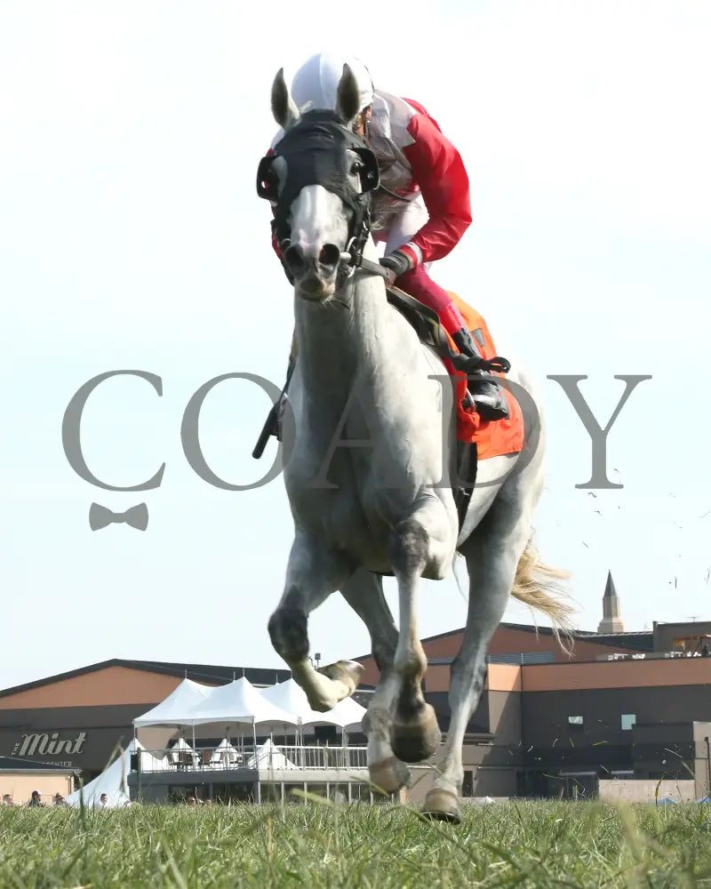 Limited Liability - The Blackwood Distilling Nashville Gold Cup 1St Running 09-11-24 R08 Kd Under