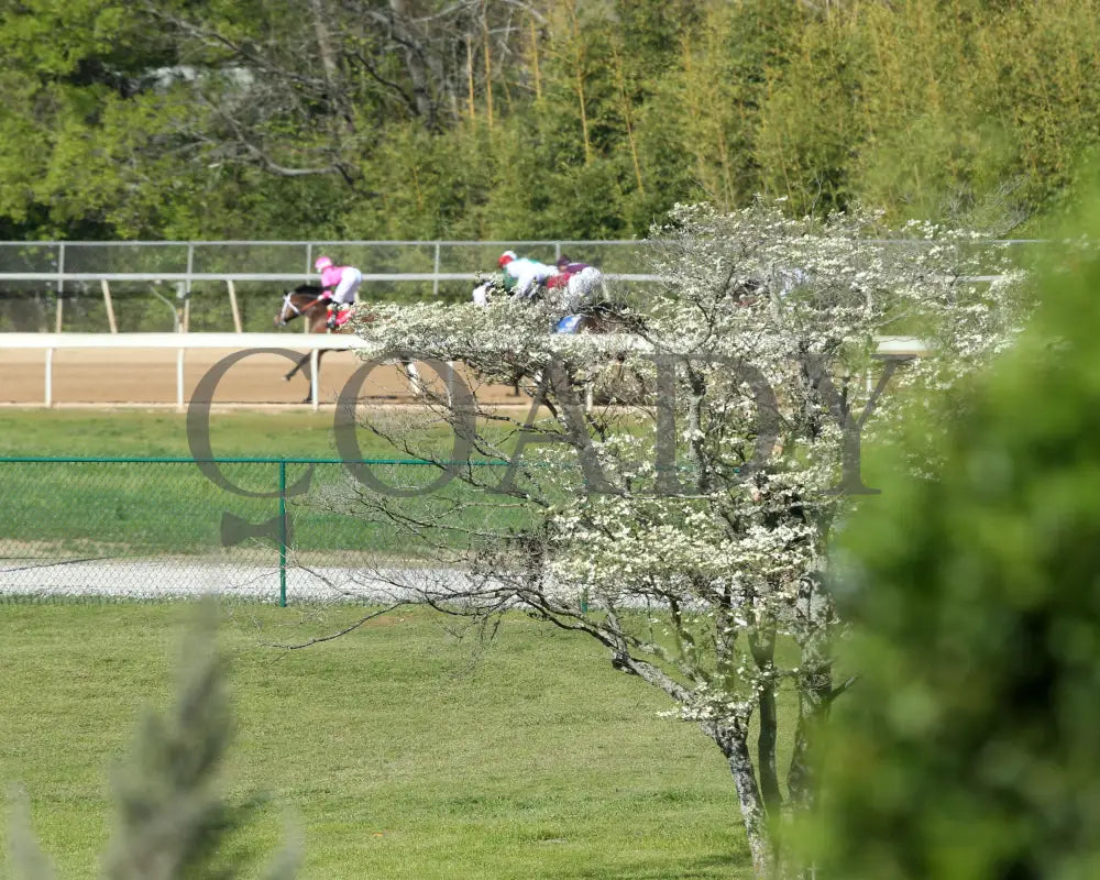 Lone Rock - The Temperence Hill 3Rd Running 04-03-22 R08 Op Scenic 01 Oaklawn Park