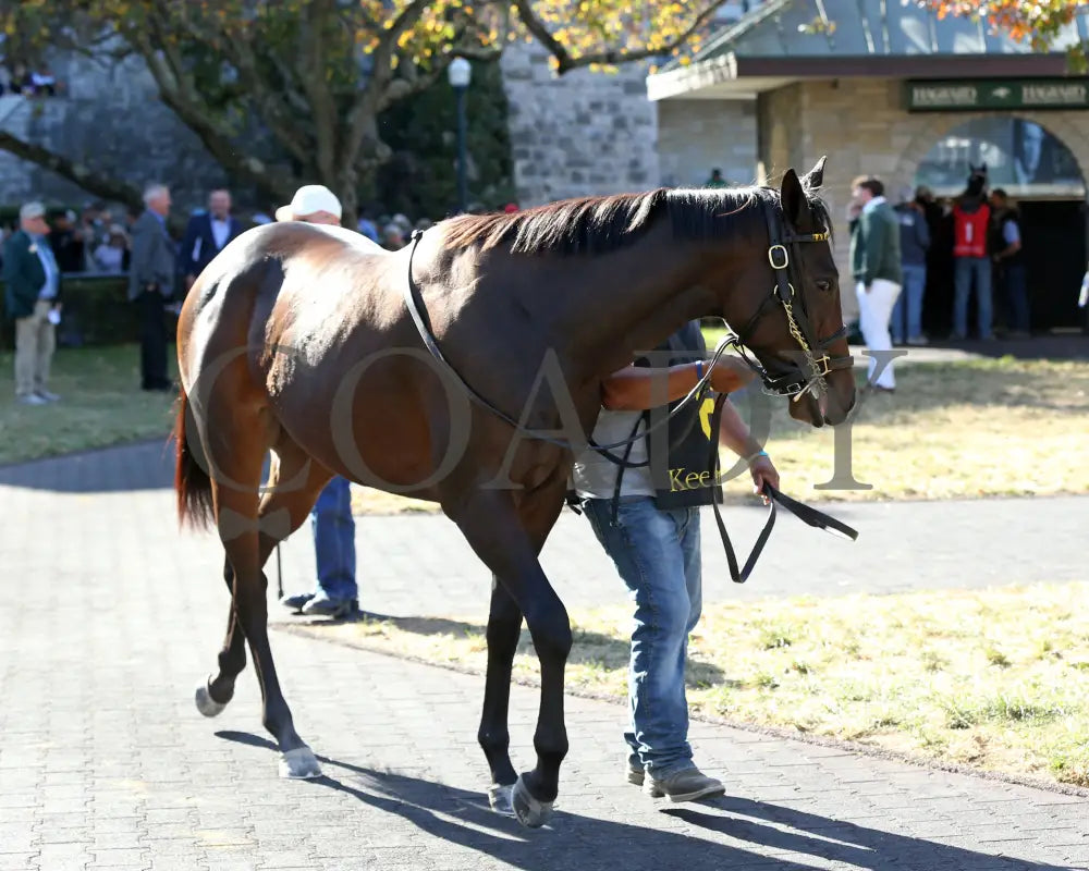 Long Neck Paula - The Bowman Mill 10-26-24 R06 Kee Paddock 01 Keeneland