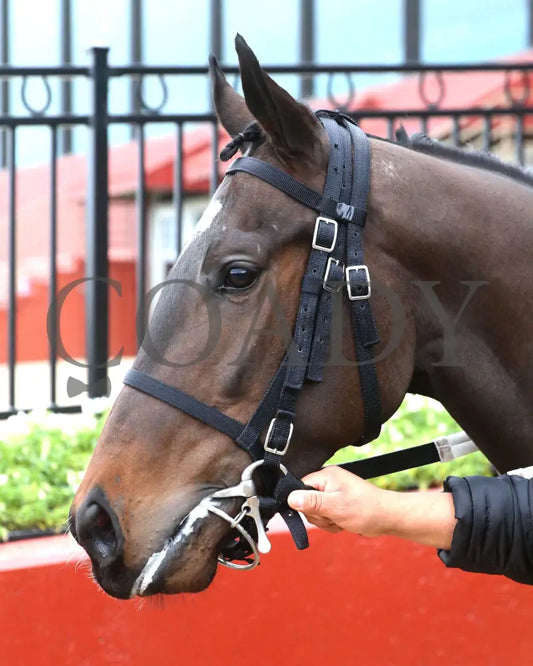 LORD OF RHYMES - 04-06-25 - R12 - OP - Head Shot 01 Oaklawn Park