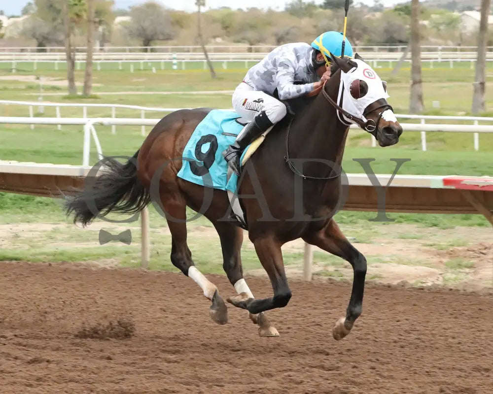 Love My Jimmy - Phoenix Gold Cup 03 - 14 - 24 R08 Turf Paradise Finish 2