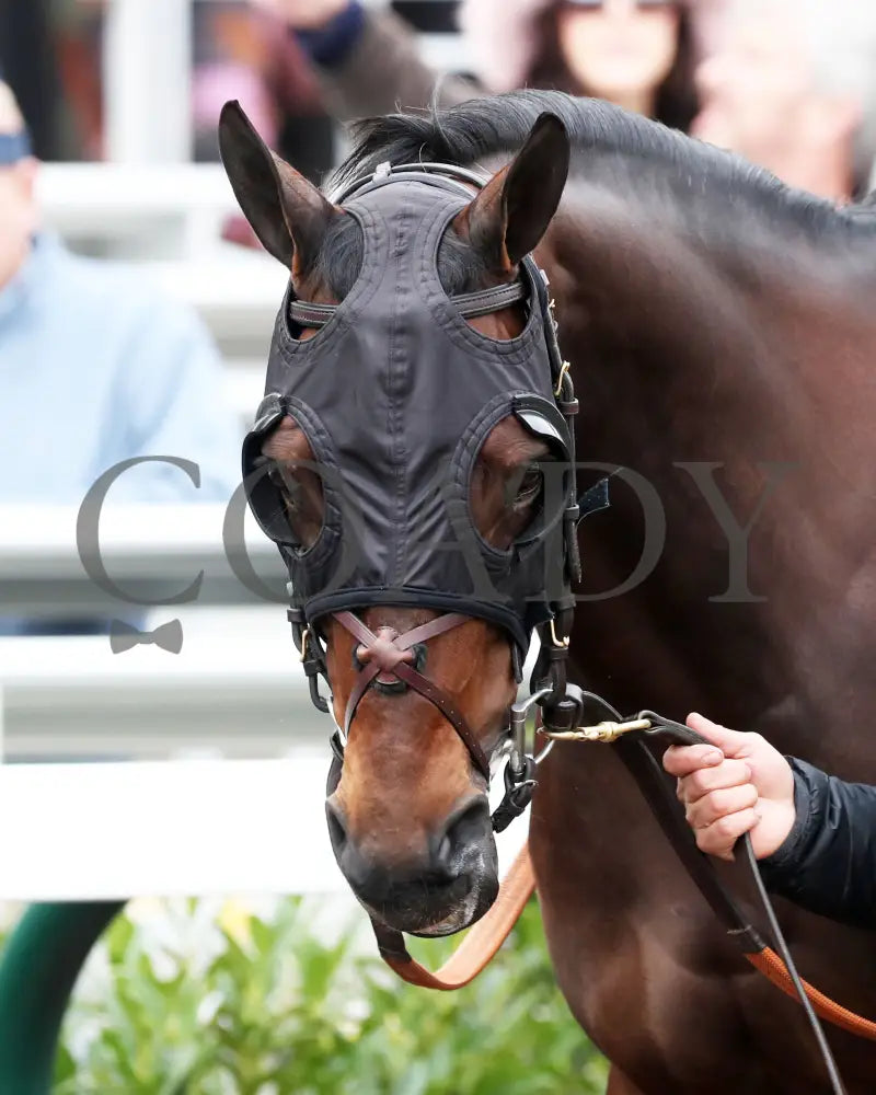 Loved - The Falls City G3 109Th Running 11-28-24 R09 Cd Paddock 02 Churchill Downs