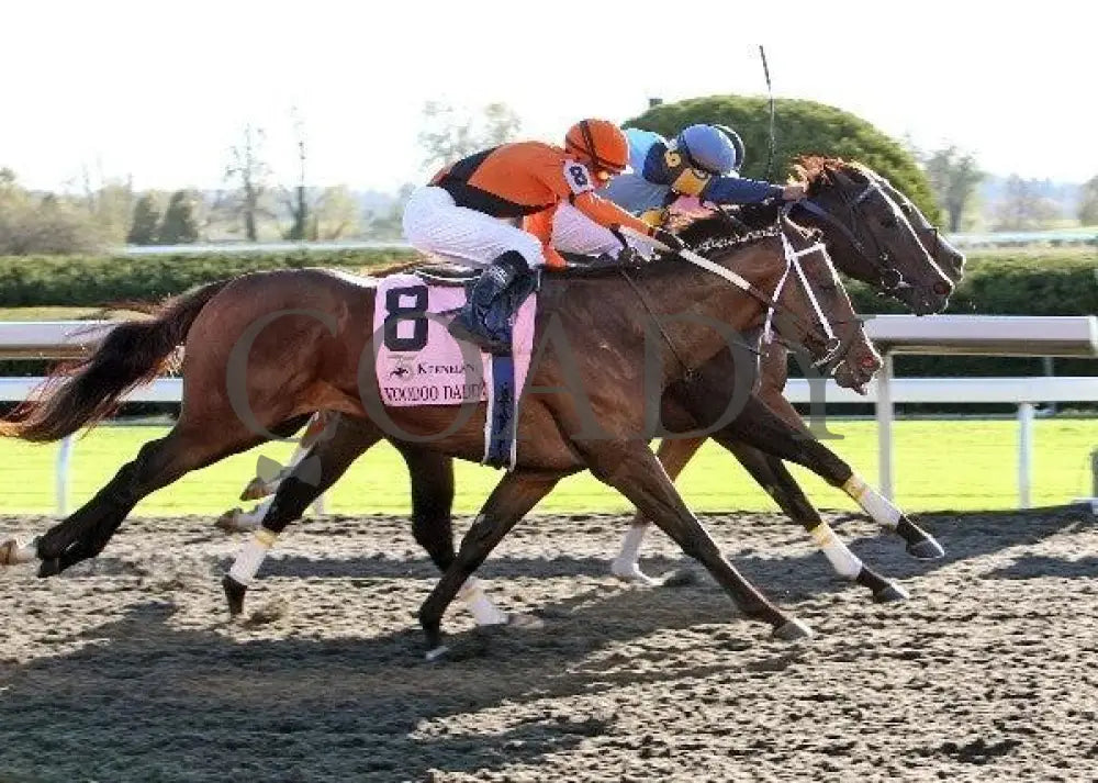 Luke Of York - Finish 101511 Race 08 Keeneland