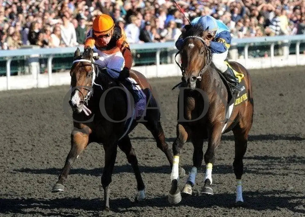 Luke Of York - Inside Finish 101511 Race 08 Keeneland