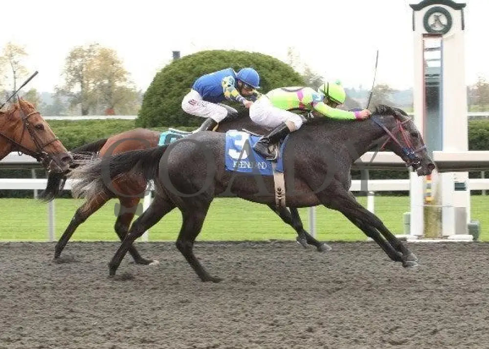 Lulengo Uno - 1 101211 Race 06 Keeneland