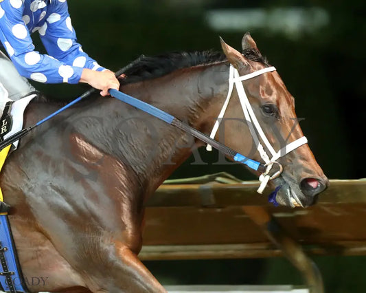 MAGGIE’S GIRL - West Virginia 1/ST BET Breeders Classic Stakes - 10-11-25 - R10 - CT - Finish 02 Hollywood Casino at