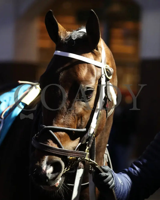 MAGNITUDE - The Clark G2 - 11-28-25 - R11 - CD - Paddock 01 - Coady Media - Kurtis Coady Photography