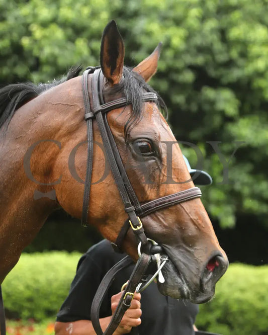 MAJESTIC OOPS - The Dig A Diamond Stakes - 04-26-25 - R10 - OP - Head Shot 01 Oaklawn Park
