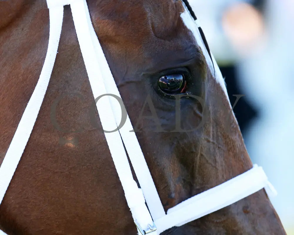 Malathaat - The Kentucky Oaks G1 147Th Running 04-30-21 R11 Cd Post Race 01 Derby