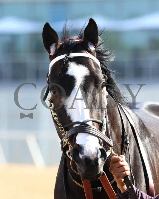 Masqueparade - The Temperence Hill Stakes 5Th Running 03 - 29 - 24 R09 Op Paddock 01 Oaklawn Park