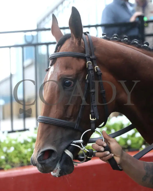 MAX GOT EXCITED - The Bachelor Stakes - 38th Running - 05-02-25 - R11 - OP - Head Shot 01 Oaklawn Park