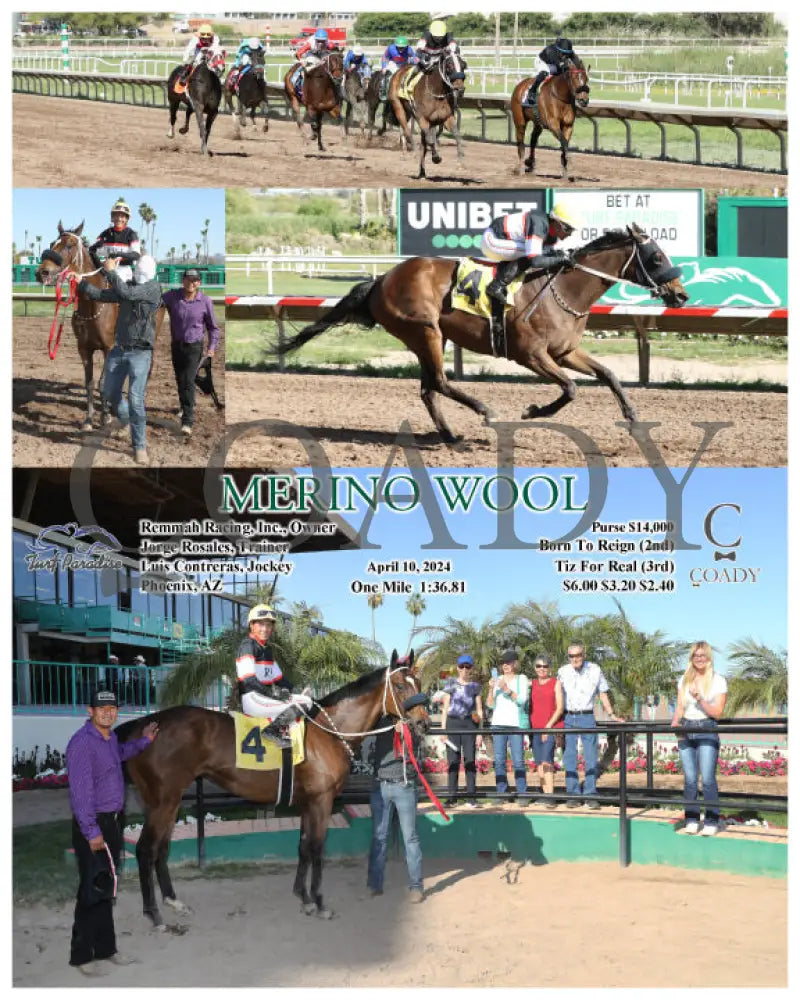 Merino Wool - 04 - 10 - 24 R07 Tup Turf Paradise