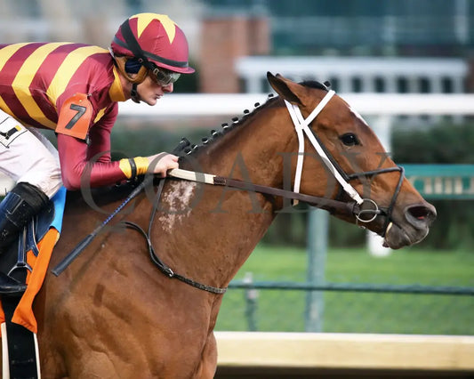 Mia Mischief - Dream Supreme Overnight Stakes 15Th Running 11-01-19 R09 Cd Finish 04 Churchill Downs