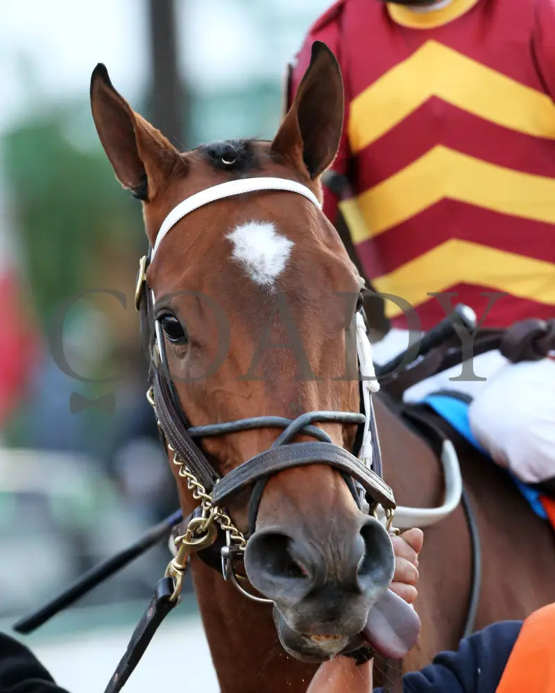 Mia Mischief - Dream Supreme Overnight Stakes 15Th Running 11-01-19 R09 Cd Paddock 02 Churchill