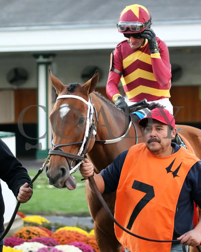 Mia Mischief - Dream Supreme Overnight Stakes 15Th Running 11-01-19 R09 Cd Paddock 01 Churchill