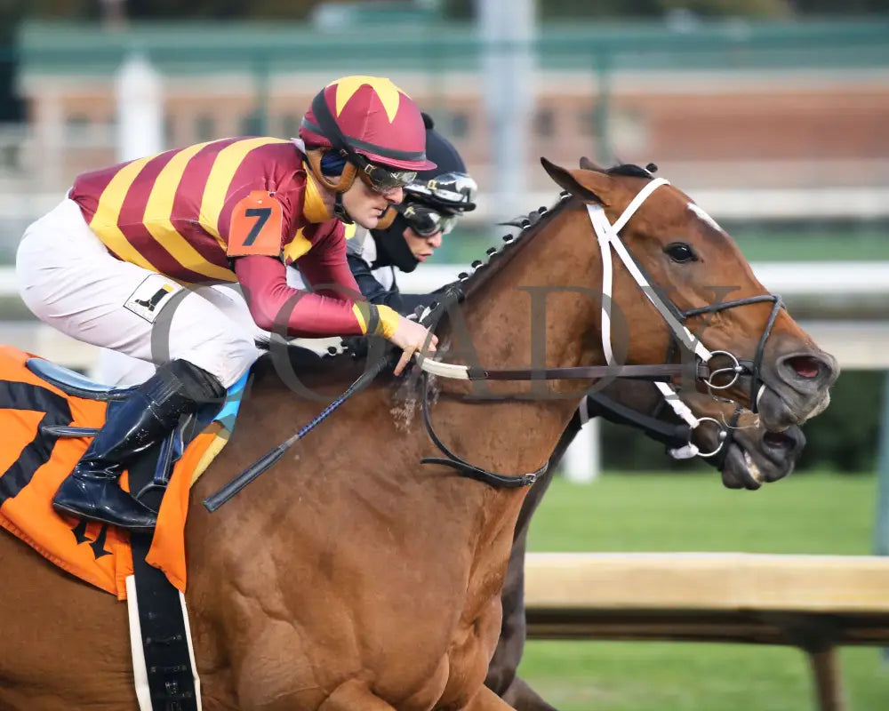 Mia Mischief - Dream Supreme Overnight Stakes 15Th Running 11-01-19 R09 Cd Turn Tight 01 Churchill