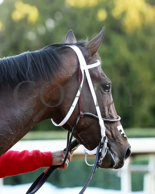 Midshipman’s Dance - Mockingbird Stakes 1St Running 01-13-24 R09 Op Head Shot 01 Oaklawn Park