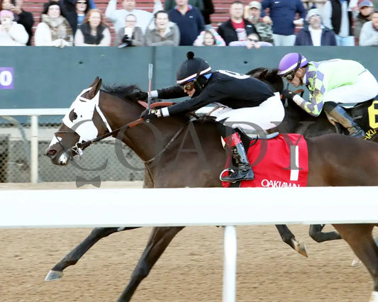 Midshipman’s Dance - Mockingbird Stakes 1St Running 01-13-24 R09 Op Inside Finish 01 Oaklawn Park
