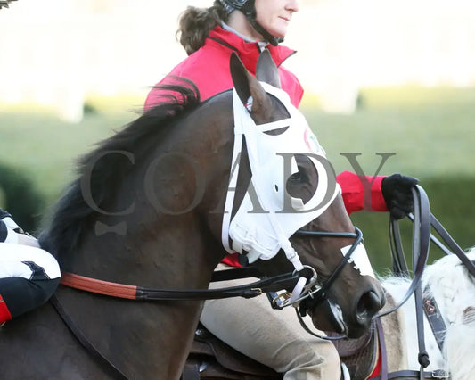 Midshipman’s Dance - Mockingbird Stakes 1St Running 01-13-24 R09 Op Post Parade 02 Oaklawn Park