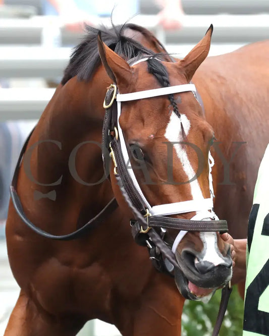 Miss Justify - The Seneca Overnight Stakes 09-21-24 R10 Cd Paddock 01 Churchill Downs