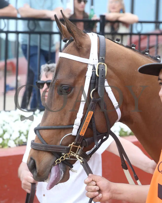 MISS MARTINI - 03-30-25 - R09 - OP - Paddock 01 Oaklawn Park
