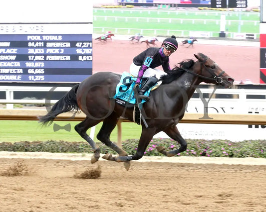 MISTER T - The Crown Ambassador - 27th Running - 10-25-25 - R05 - Horseshoe Indiana - Finish 01 - Sammantha Pagels