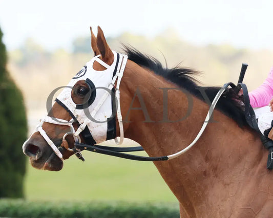 Misty Veil - The Pippin Stakes 42Nd Running 01-06-24 R09 Op Come Back 03 Oaklawn Park