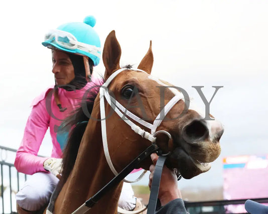 Misty Veil - The Pippin Stakes 42Nd Running 01-06-24 R09 Op Come Back 04 Oaklawn Park