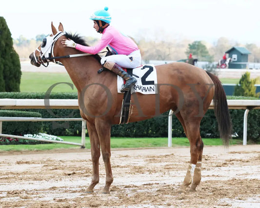 Misty Veil - The Pippin Stakes 42Nd Running 01-06-24 R09 Op Come Back 01 Oaklawn Park