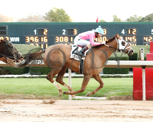 Misty Veil - The Pippin Stakes 42Nd Running 01-06-24 R09 Op Finish 01 Oaklawn Park