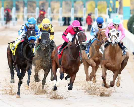 Misty Veil - The Pippin Stakes 42Nd Running 01-06-24 R09 Op First Turn 01 Oaklawn Park