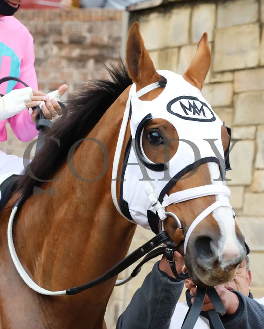 Misty Veil - The Pippin Stakes 42Nd Running 01-06-24 R09 Op Paddock 01 Oaklawn Park