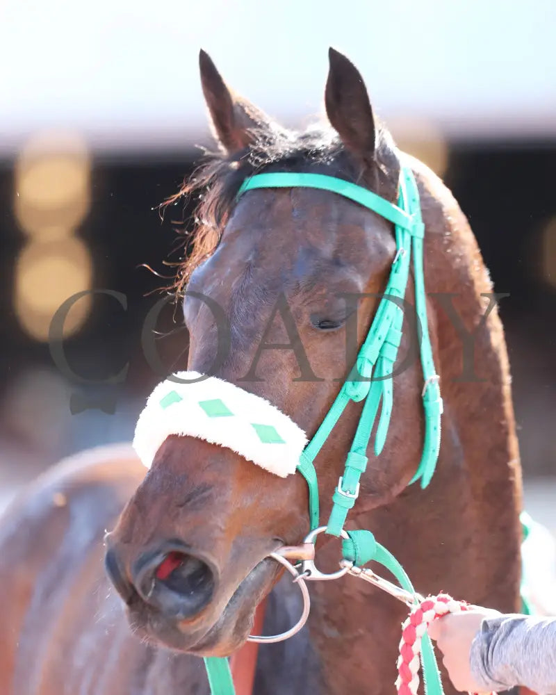 MOJICA - Red Hedeman Mile - 22nd Running - 02-16-25 - R06 - Sunland Park - 001 copy Turfway Park