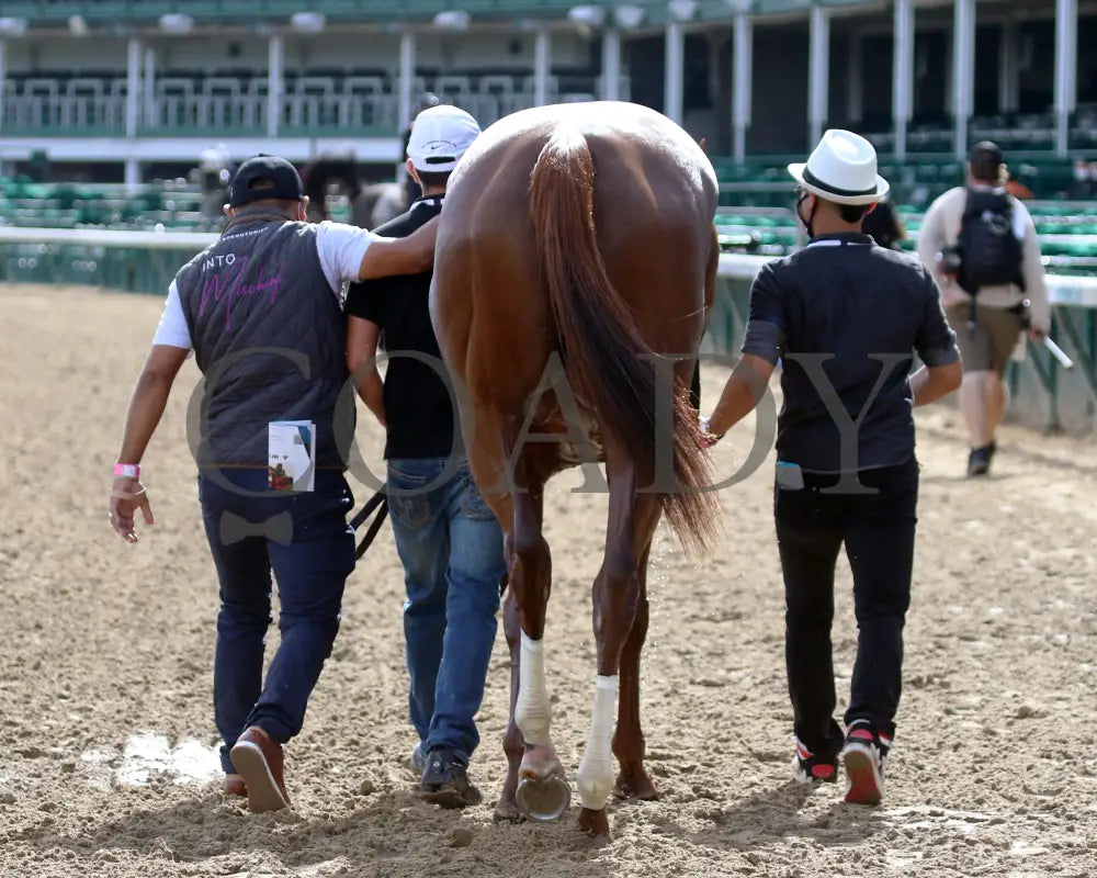 Monomoy Girl - The La Troienne G1 35Th Running 09-04-20 R11 Cd Walk Back 01 Churchill Downs