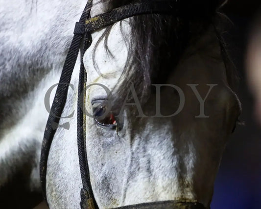 MOONLIGHT - The Cherokee Mile - 11-30-25 - R11 - CD - Come Back 02 - Coady Media - Kurtis Coady Photography