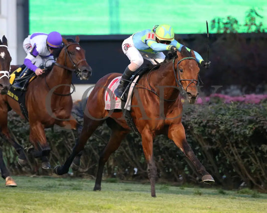 Mr Dumas - Commonwealth Turf G3 167Th Running 11-09-19 R10 Cd Finish 03 Churchill Downs