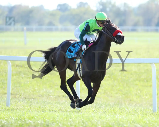 Ms Bad Behavior - Three Chimneys Ladies Turf G3 26Th Running 09-07-19 R08 Kd Finish 03 Kentucky