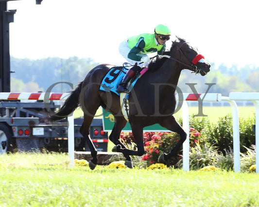 Ms Bad Behavior - Three Chimneys Ladies Turf G3 26Th Running 09-07-19 R08 Kd Finish 04 Kentucky