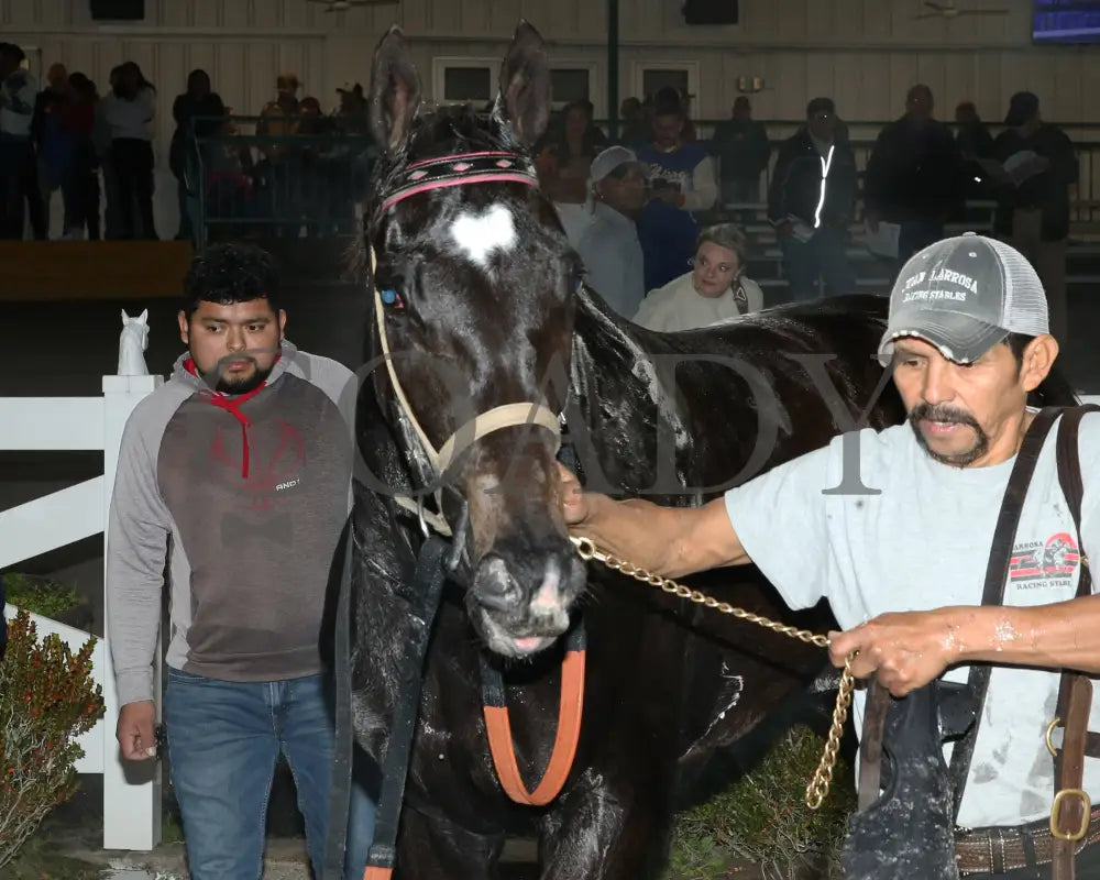 Muchmorethanready - La Bred Premier Ladies Starter 02-03-24 R04 Delta Downs 001