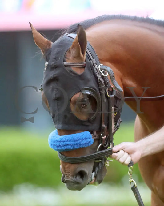 Muth - The 88Th Running Of Arkansas Derby G1 03 - 30 - 24 R12 Op Paddock 01 Oaklawn Park