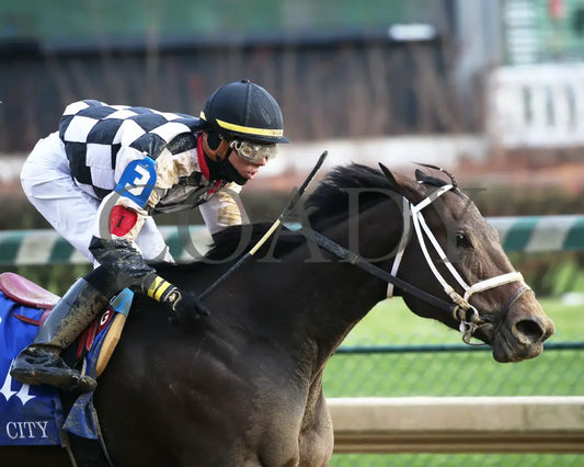 Mylady Curlin - Falls City G2 104Th Running 11-28-19 R09 Cd Finish 03 Churchill Downs