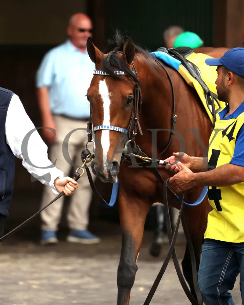 MYSTIK DAN - 053125 - Race 10 - CD The Blame G3 - 6th Running - Paddock 01 Churchill Downs