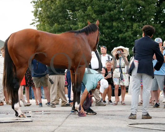Mystik Dan - The Kentucky Derby G1 150Th Running 05-04-24 R12 Churchill Downs Barn 04 Alisa Adcock