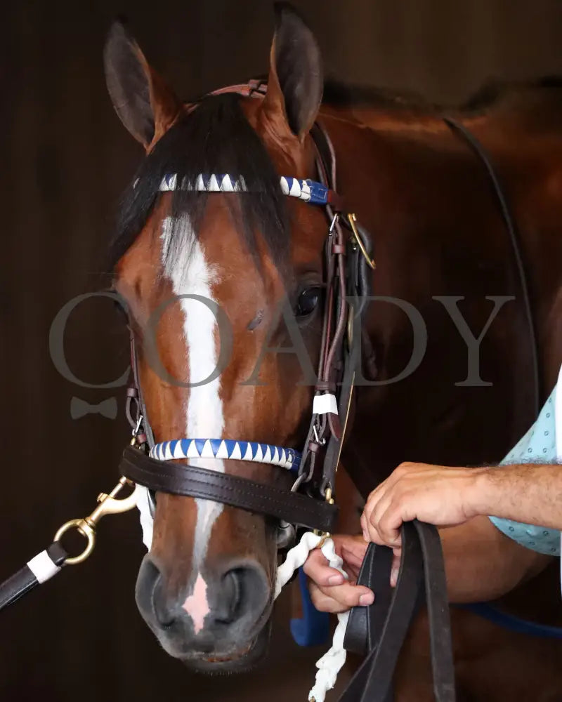 Mystik Dan - The Kentucky Derby G1 150Th Running 05-04-24 R12 Churchill Downs Paddock 04 Ashley